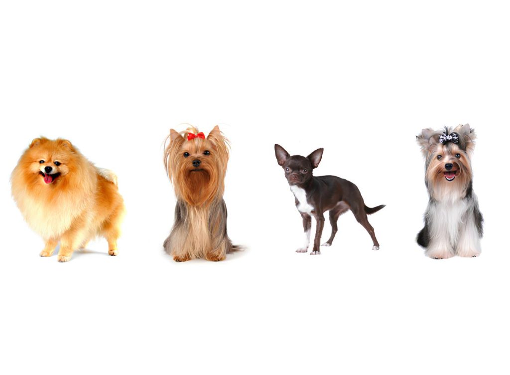 quatro raças de cachorros de pelagens diferentes