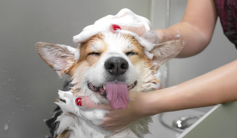 um cachorro dentro de uma bacia tomando banho em casa.