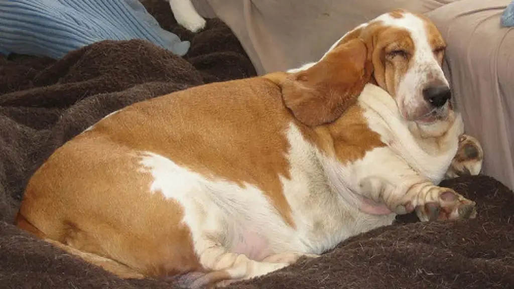 um cachorro deitado com obesidade