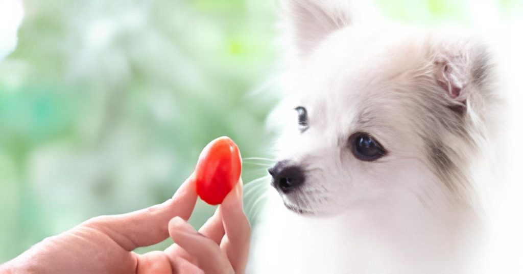um lulu da pomerânia olhando para um tomate na mão de seu tutor.