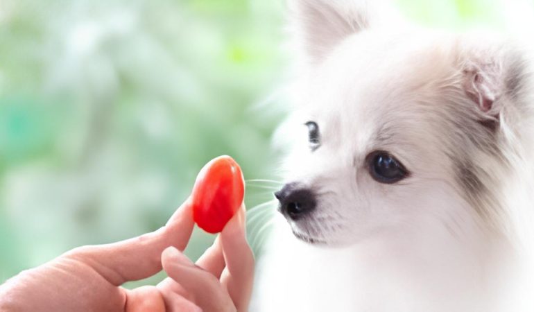 um lulu da pomerânia olhando para um tomate na mão de sua tutora.