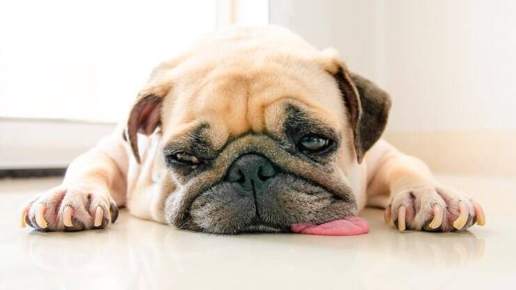 um cachorro deitado com sinais de intoxicação por comer uma mamona.