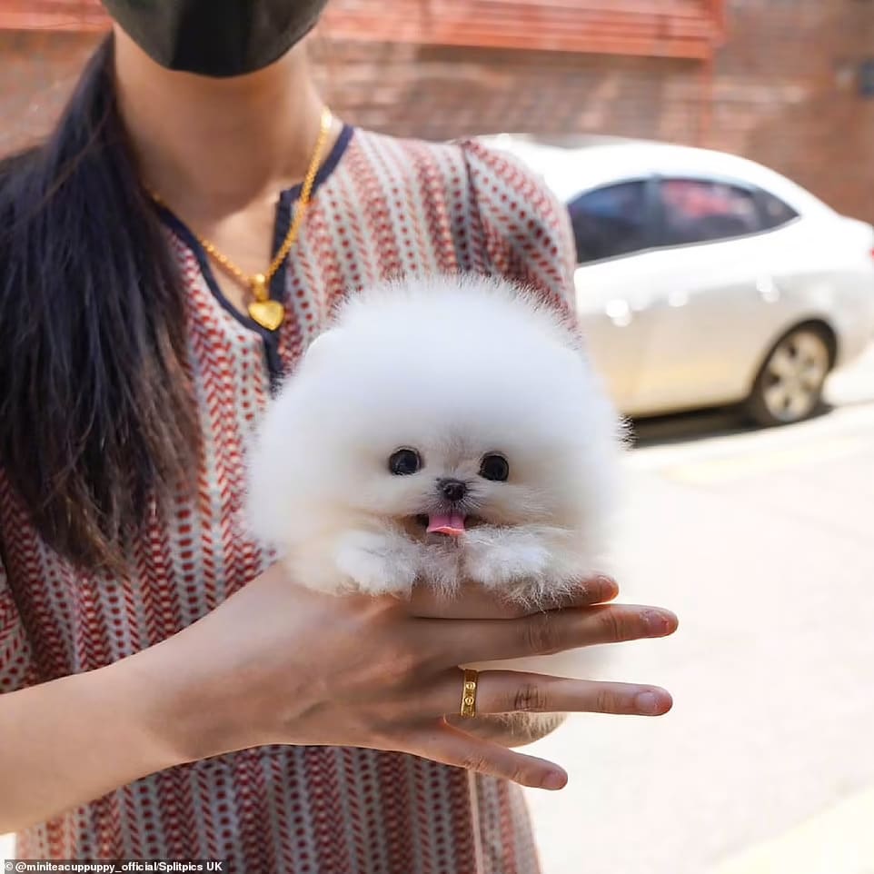 um lulu da pomerânia sendo segurado por uma mulher. 