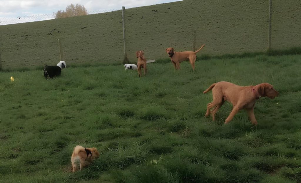 vários cachorros brincando em um gramado grande.