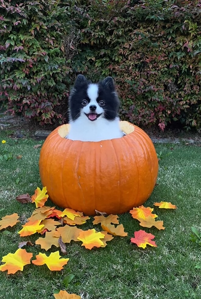 um cachorro dentro de uma abóbora grande.