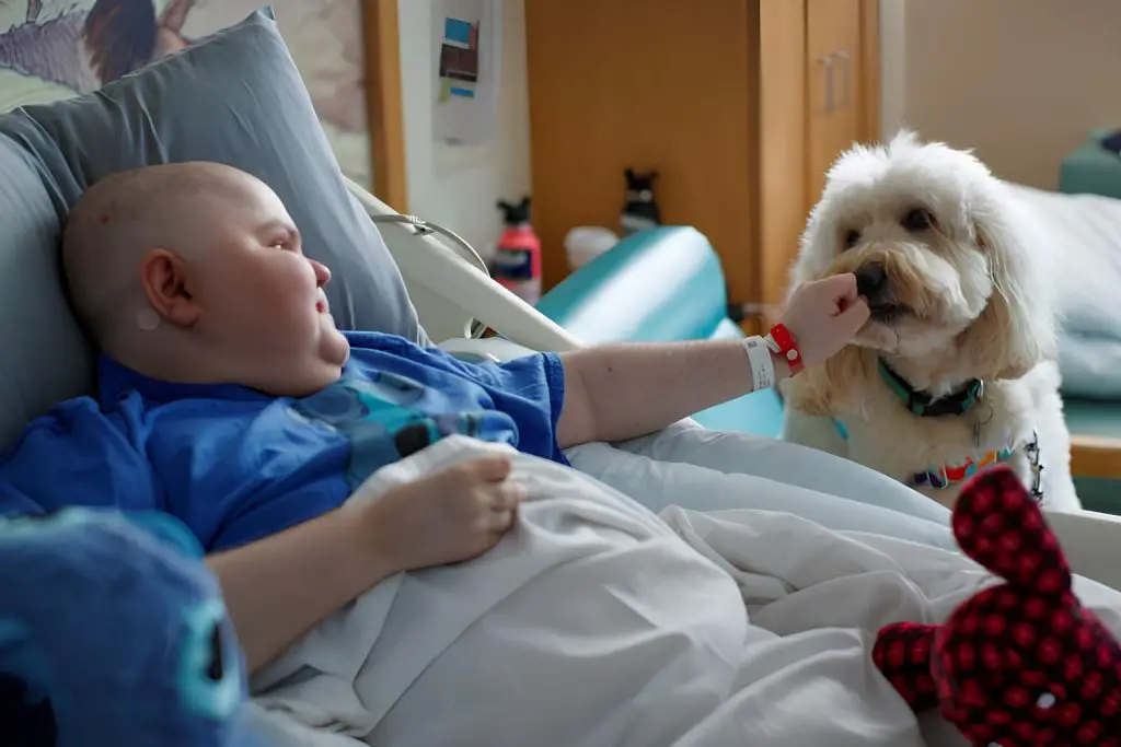 um menino deitado em uma maca de hospital dano um petisco para um cachorro que faz terapia para ele.