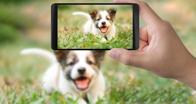 um cachorro correndo em um gramado e seu dono tirando fotos em seu celular.