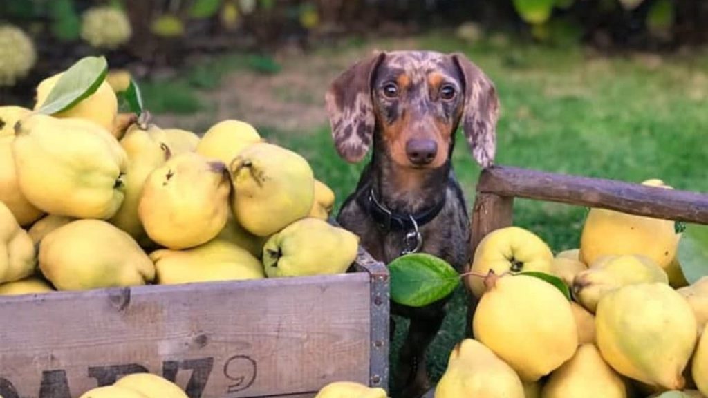 um cachorro sentado e ao seu lado uma caixa de madeira com várias peras em volta.