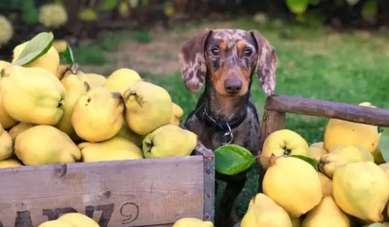 um cachorro sentado ao seu redor uma caixa de madeira com várias peras dentro e em volta dele.