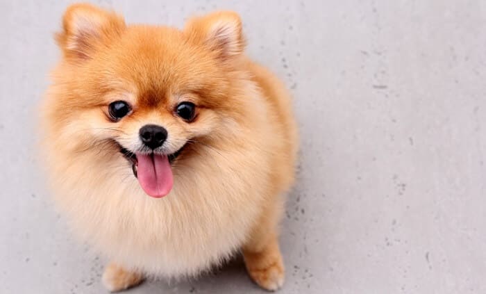 um lulu da pomerânia feliz comemorando o dia mundial dos cachorros.