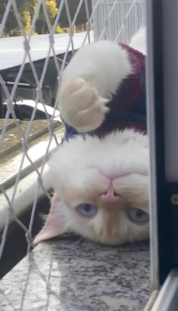 um gato de cabeça para baixo em um janela