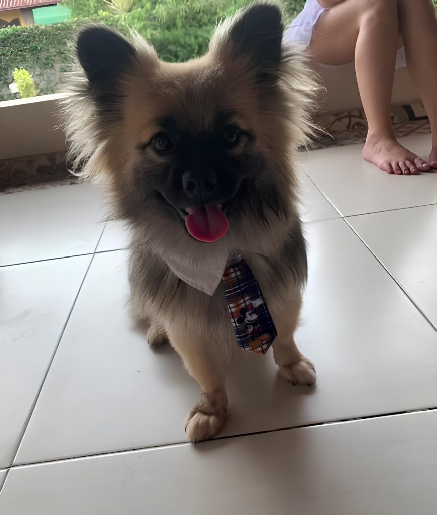 um cachorro confundido com a raça lulu da pomerânia;