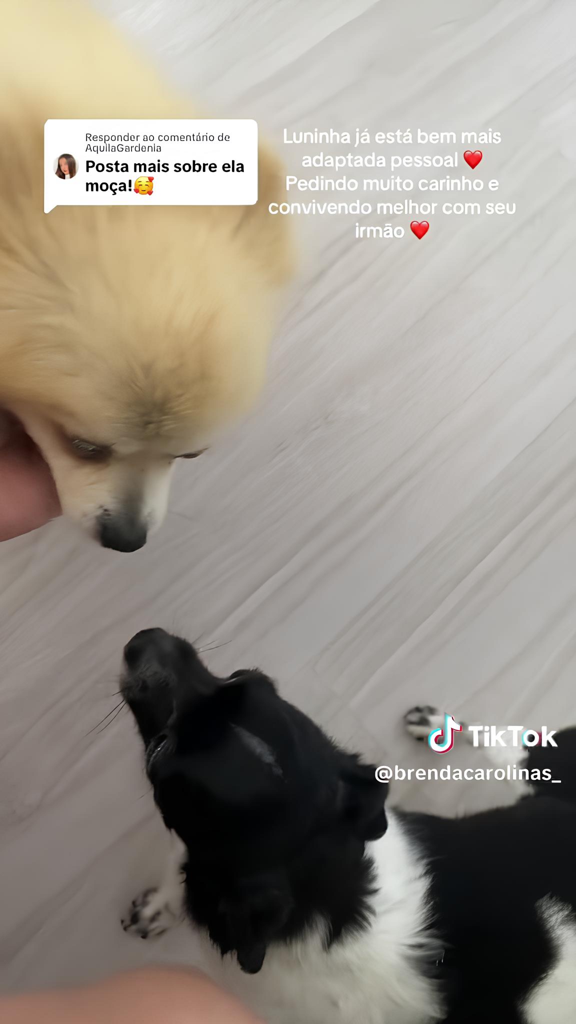 dois cachorros se cheirando para se conhecerem