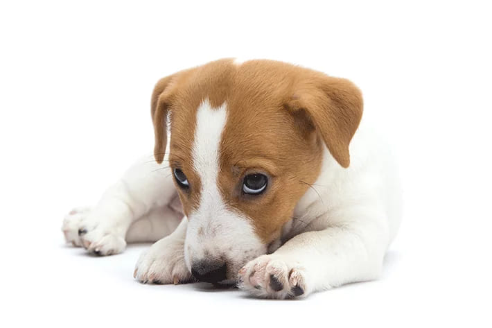 um cachorro filhote deitado ao chão.