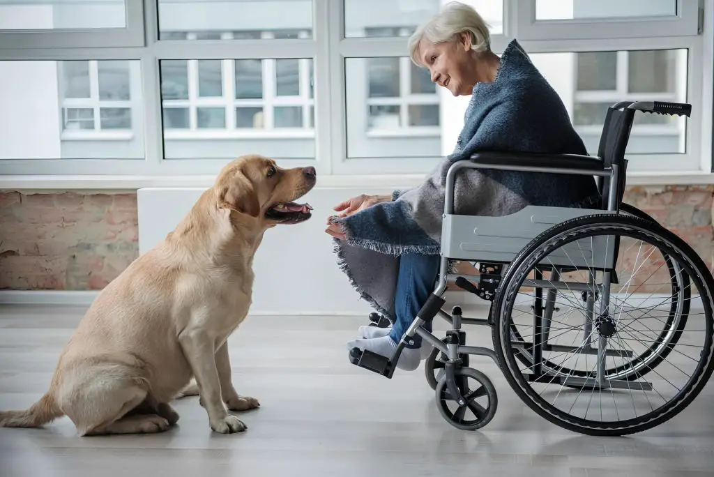 uma senhora em uma cadeira de rodas e uma cachorro da terapia sentado em sua frente.
