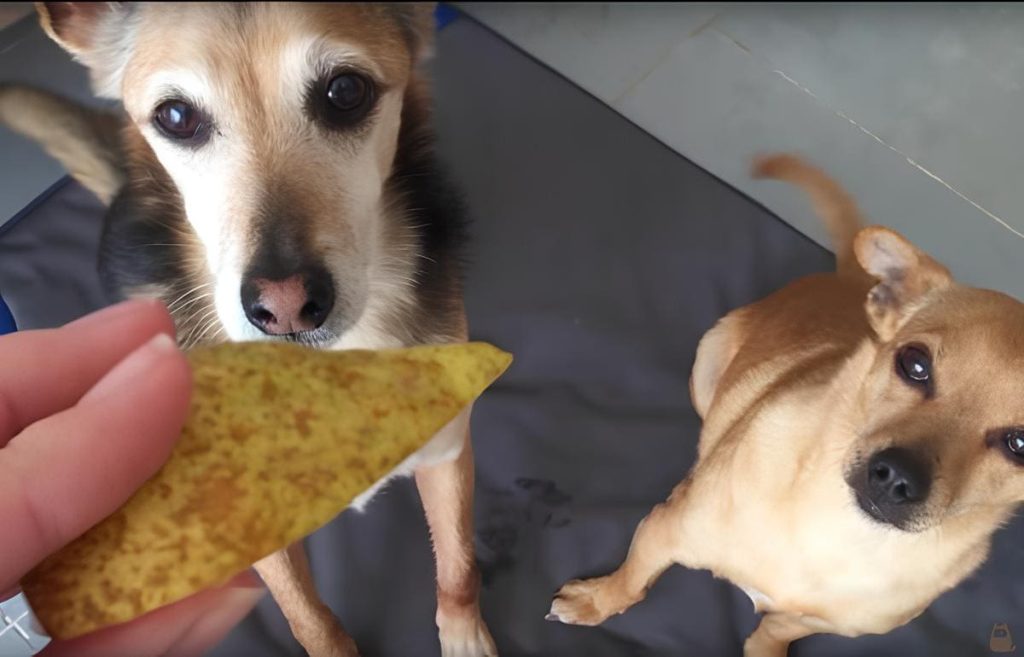 dois cachorro olhando sua tutora segurando um pedaço de pera.