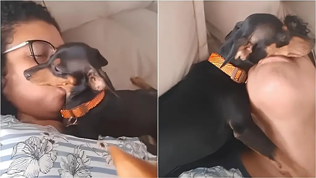 um cachorro com excesso de ciumes de sua tutora.