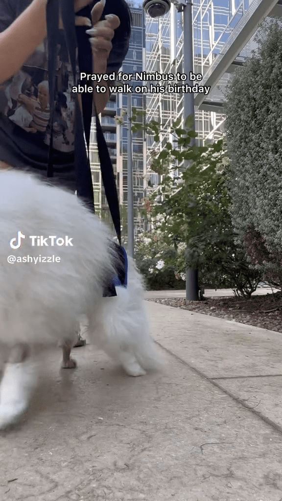 um mulher treinando seu cachorro que voltou a andar recentemente.