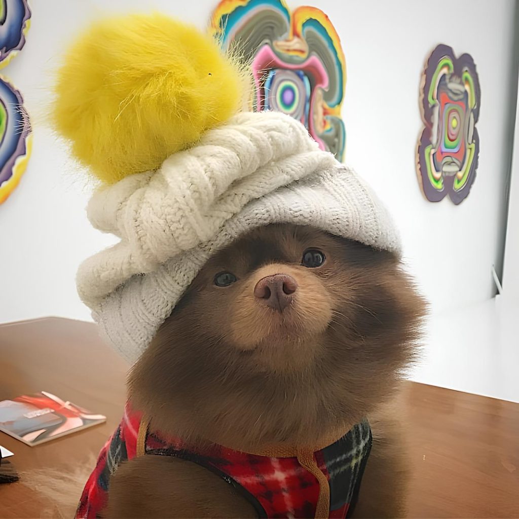 um cachorro com um gorro de frio na cabeça.