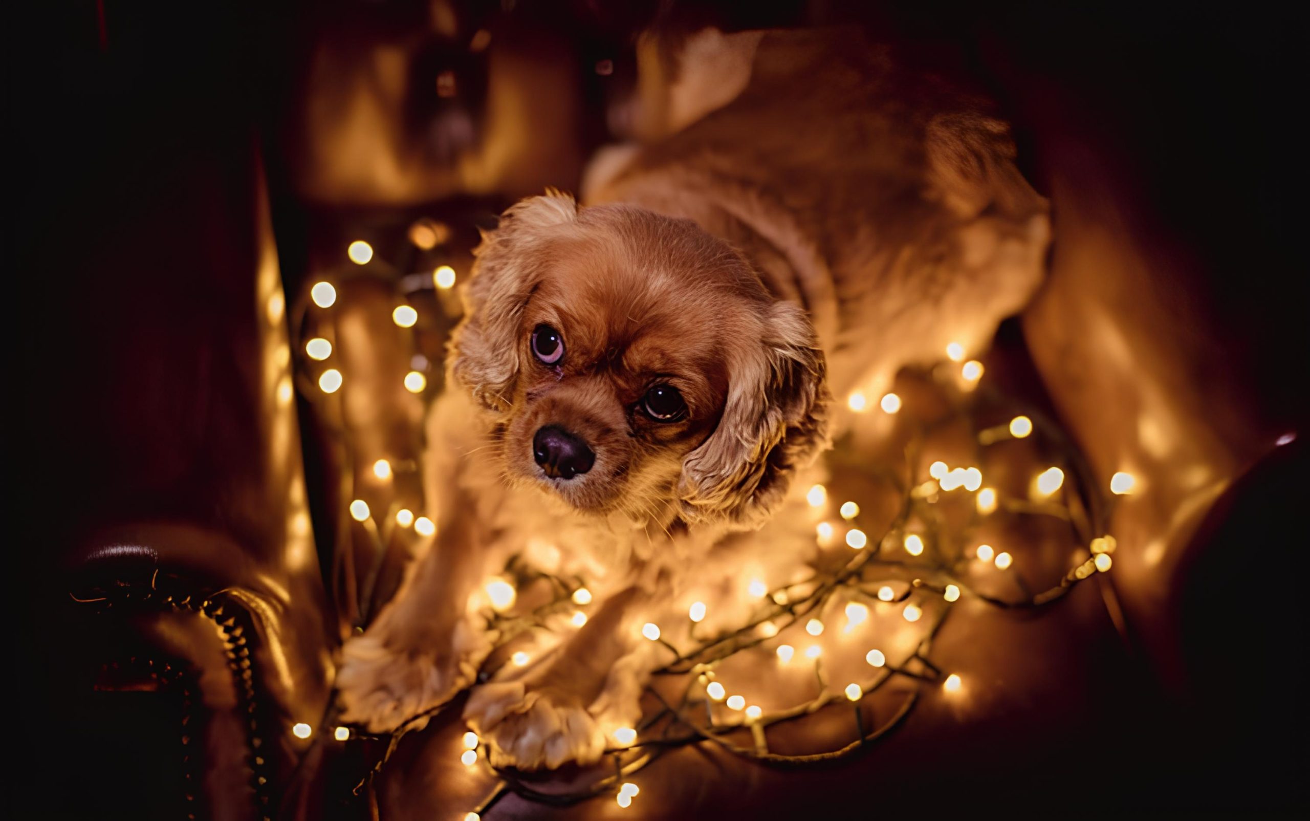 um cachorro deitado em volta de luzes de led em cima de um sofá para tirar fotos.