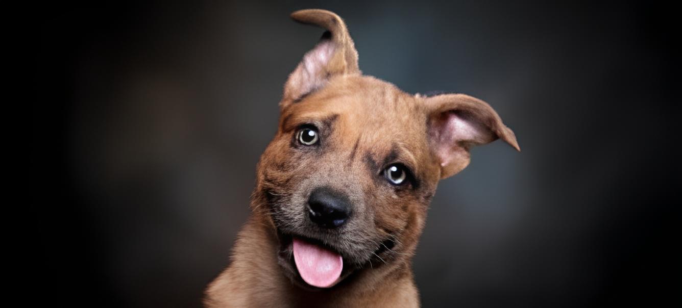 um cachorro com a língua de fora.