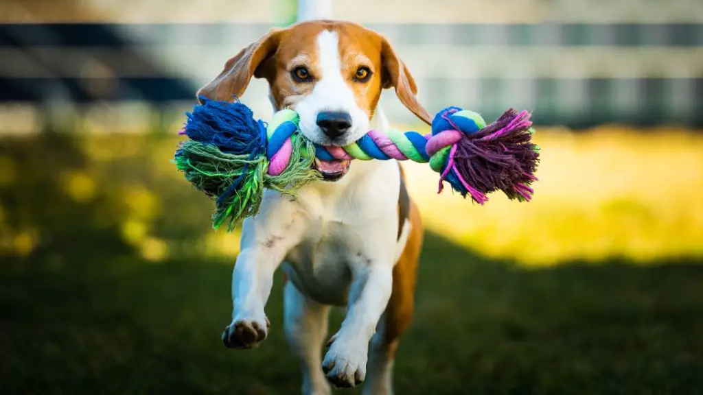 um cachorro correndo em um gramado com seu brinquedo pet na boca.