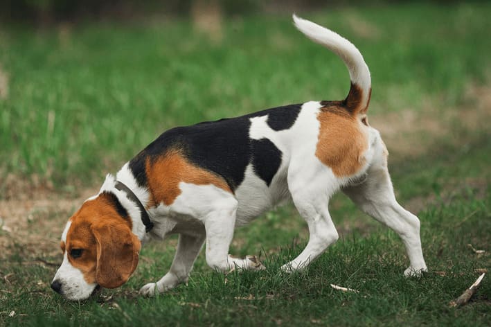 um cachorro da raça beagle brincando em um gramado.