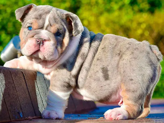 um filhote de buldogue inglês considerado uma raça mais cara.