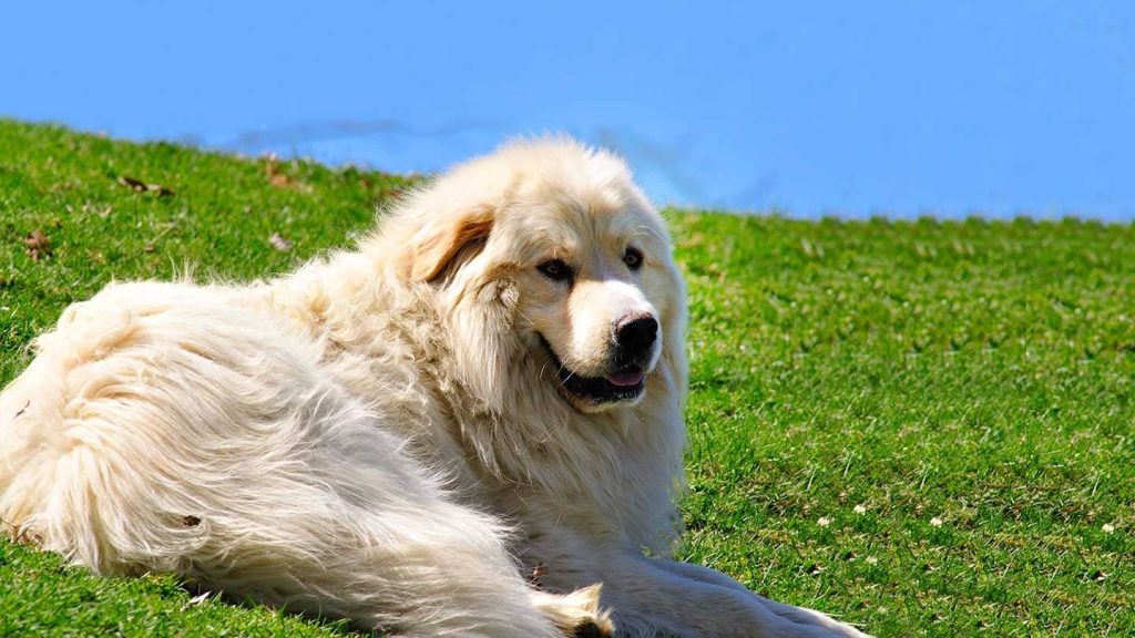 um cachorro deitado em um gramado .