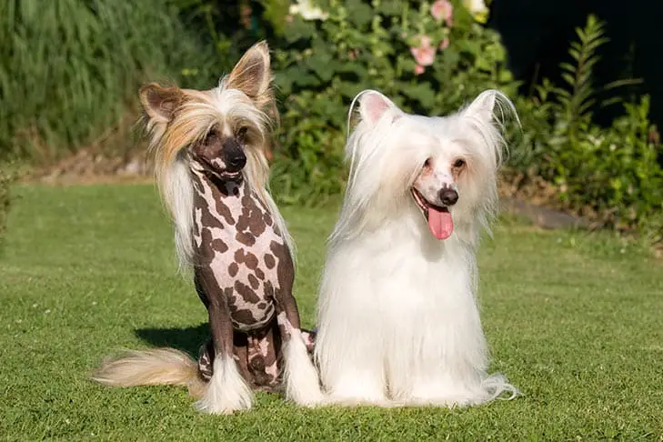 dois cachorros da raça Chinese Crested, considerada a mais cara do mundo.