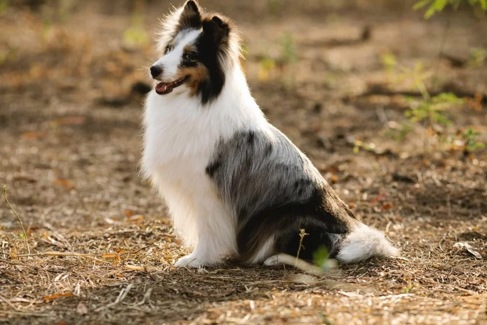 um cachorro da raça collie sentado em chão de terra.