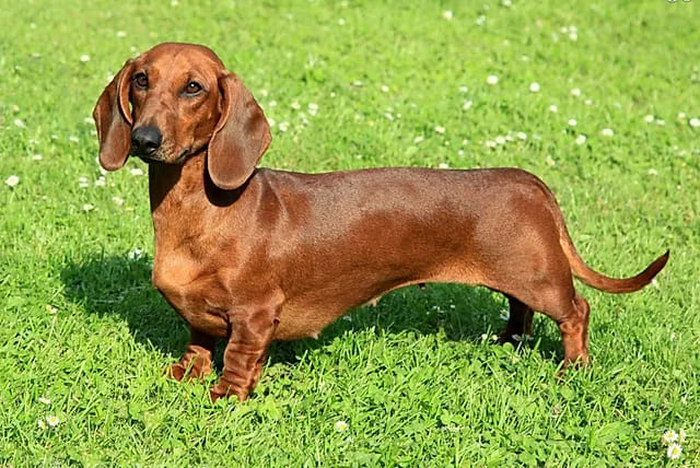 um cachorro linguicinha em um gramado.