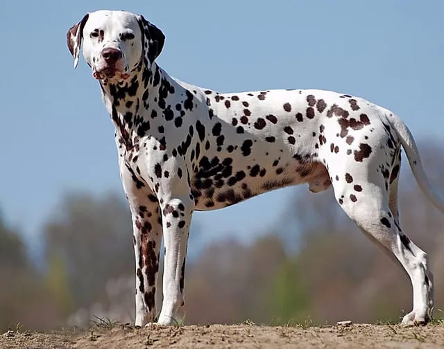 um dálmata em um campo.