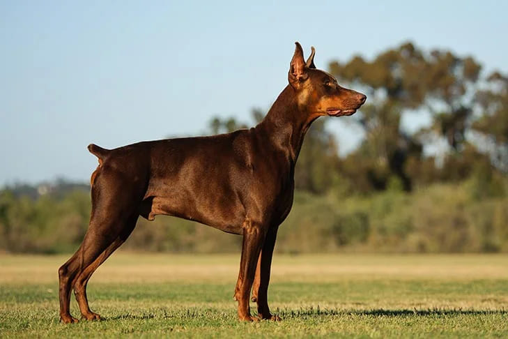 um doberman pinsher em pé em um campo.