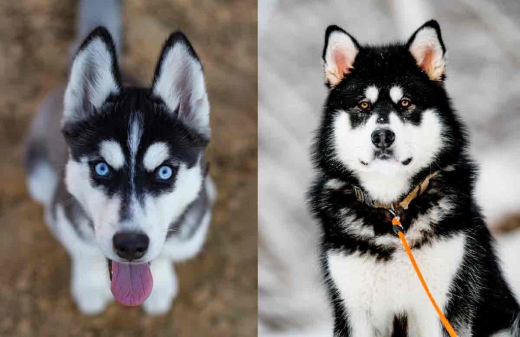 dois cães , sendo um Husky Siberiano e outro Malamute do Alasca