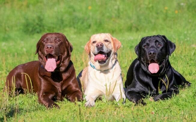 três cães labradores deitados juntos em um gramado.