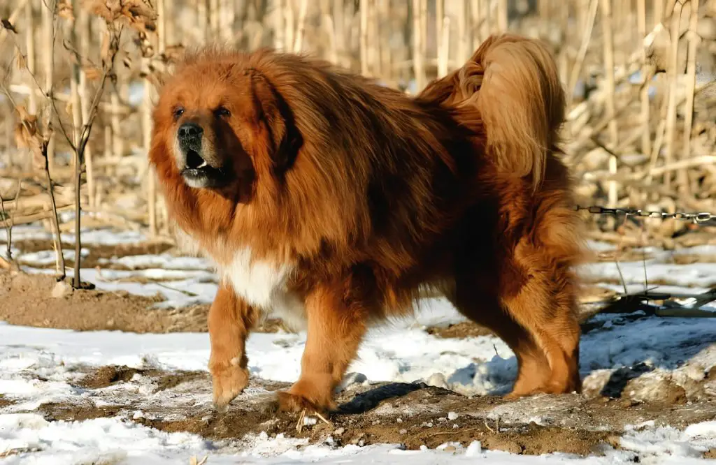 um cachorro da raça mastim tibetano considerado uma das raças mais caras do mundo.