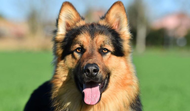 um cachorro da raça pastor alemão.
