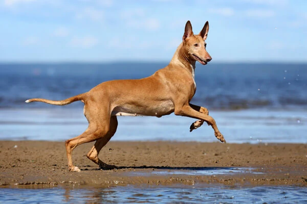 um cachorro correndo na areia de praia.