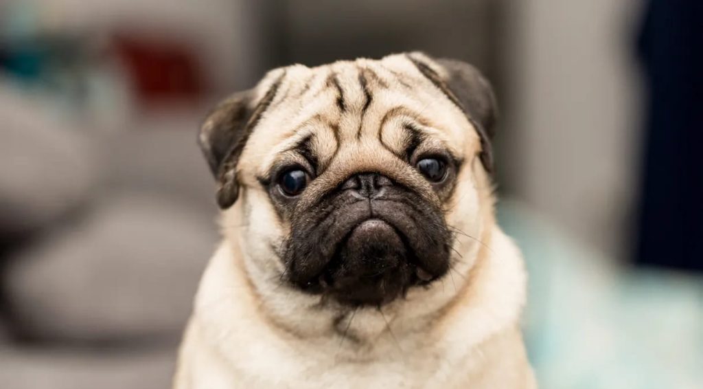 um cão da raça pug.