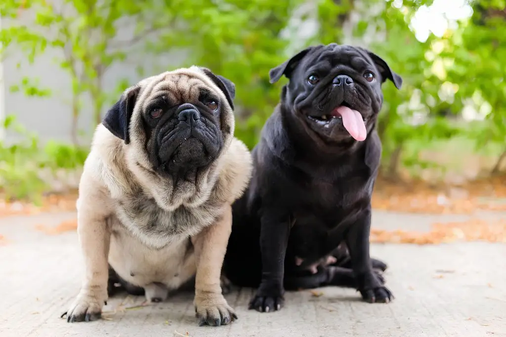 dois cachorros da raça pug sentados.