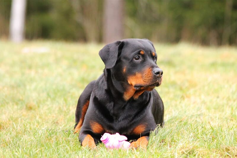 um cachorro da raça Rottweiler
