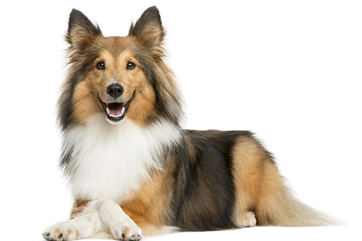 um cachorro da raça Shetland deitado.