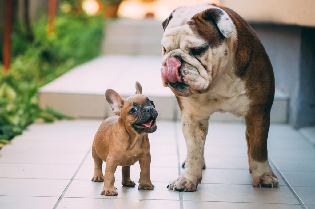 dois cachorro da raça buldogue passeando.