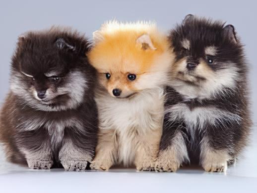 três filhotes de lulu da pomerânia com cores de pelagem diferentes.