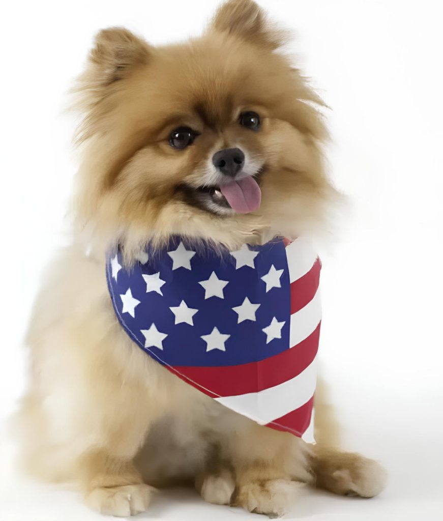 um cachorro com um lenço no pescoço com a bandeira dos estados unidos.