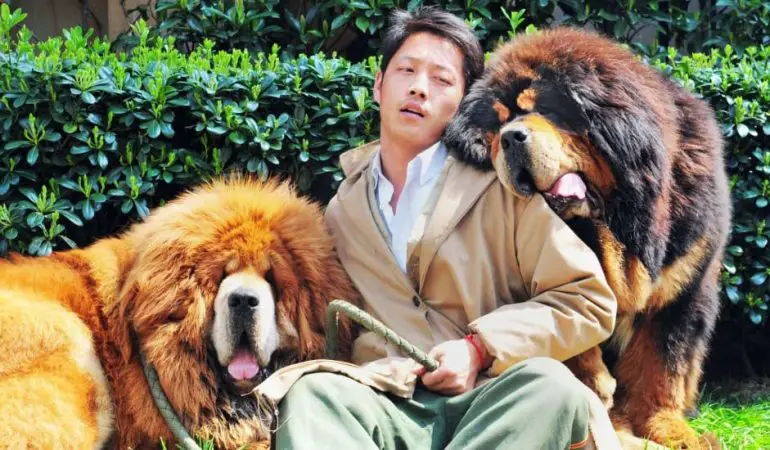 um homem sentado e ao seu lado dois cachorros da raça mastim tibetano, considerados os mais caros do mundo.