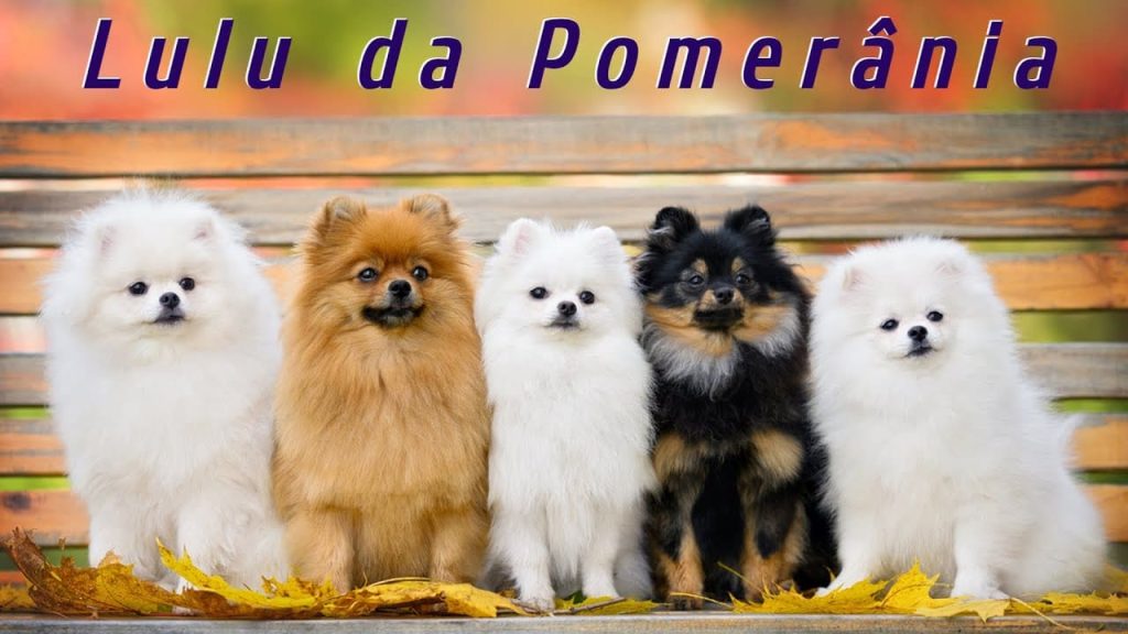 cinco cães da raça lulu da pomerânia de cores de pelagens diferentes