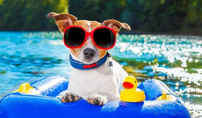 um cachorro de óculos escuros em cima de uma bóia dentro de uma piscina.
