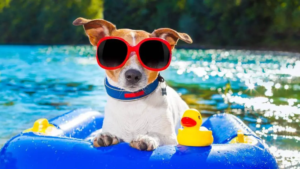 um cachorro em uma piscina em cima de uma boia com óculos escuros tirando fotos